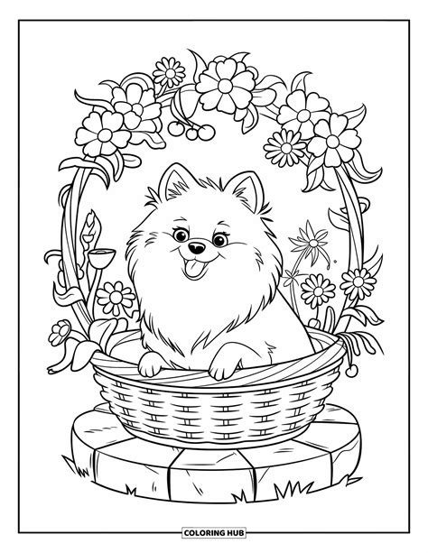 Pomeranian Coloring