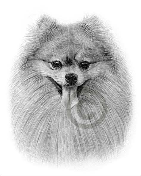 Pomeranian Dog Drawing