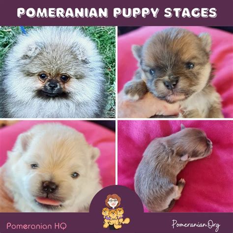 Pomeranian Growth Stages and Pomeranian Puppy …