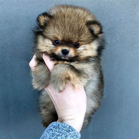 Pomeranian Items For Sale - Facebook