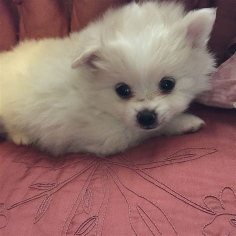 Pomeranian Puppies For Sale Akron, OH #413409 Petzlover