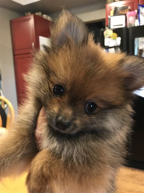 Pomeranian Puppies of Michigan - Home - Facebook