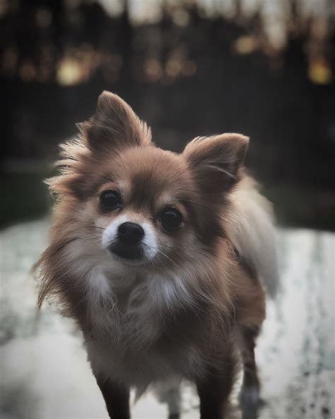 How much do Pomeranian puppies cost in Syracuse, NY? The typical price for Pomeranian puppies for sale in Syracuse, NY may vary based on the breeder and individual puppy. On average, Pomeranian puppies from a breeder in Syracuse, NY may range in price from $2,000 to $3,500. …. . Pomeranian and chihuahua