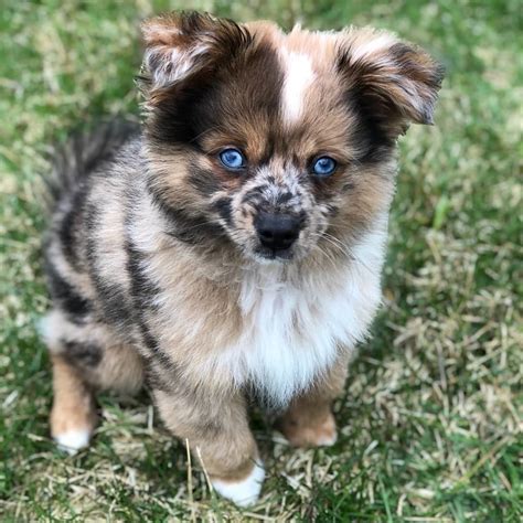 The Australian Shepherd is very similar in their appearance to the popular Border Collie and English Shepherd breeds. Research has actually shown that Australian Shepherds are very closely related to the Border Collie and were used for the same purposes. This one's a good one… despite the name, it's believed the Australian Shepherd, simply known as the Aussie was actually bred in the ...