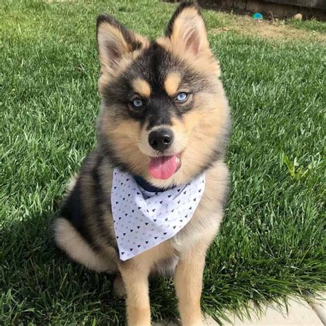 Pomeranian Mixes. Pomeranians are some of the most popular small-breed dogs in the United States. Their fluffy coats are rabbit fur soft, making them practically impossible to resist petting when you …. 
