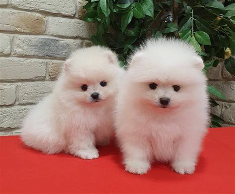 Pomeranian craigslist los angeles. Pomeranians For Sale, Los Angeles 1 to 14 of 14 results View By: Female Pomeranian Puppies. 11 hrs ago in Valencia, CA CKC registered female pomeranian puppies. Parents are toy size 8 lbs and 9 lbs (they will be around ... All my Ads » $ 1,200 . Male Pomeranian CKC. 11 hrs ago in Valencia, CA ... 