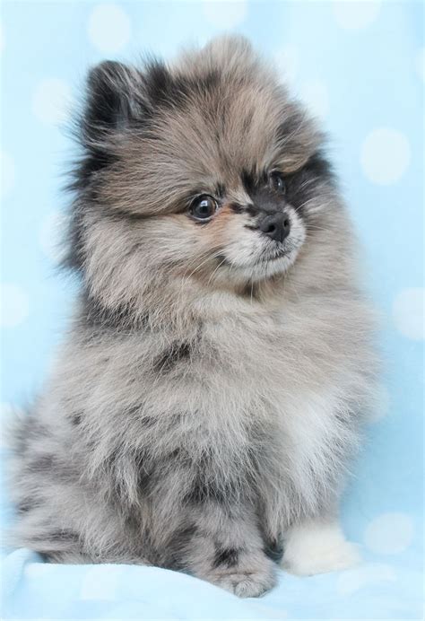 Beautiful Pomeranians. £1,400. Pomeranian Age: 7 weeks 3 male / 3 female. 6 lovely Pomeranian puppies. Black-2 boys, 1 girl Wolf sable-2 girls.1 boy Mum and dad are at home with us, their 1st and last litter. Our hope is for the very best of homes and for them to go to lo. Nicki B. Cheltenham (42.6 miles away) 11.