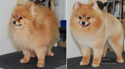 Pomeranian grooming. Pomeranian Dry Skin May Have Other Causes. Dry air, cold weather, low quality nutrition, bathing your Pom too often and using harsh soaps can all cause dry skin. If you think your dog’s problem is due to poor nutrition, over-bathing or environmental factors, get your vet to rule out other more serious problems. 