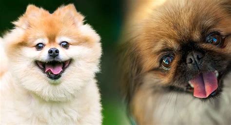 Pomeranian mix with pekingese. The 20 Papillon Mixed Breeds. 1. Papipoo – Papillon and Poodle Mix. The Papipoo, also known as the Papidoodle, is a mix of a Standard Poodle and Papillon. If you are familiar with the two breeds, you be happy to know that the Papipoo is smart and charming with a spirited personality. 