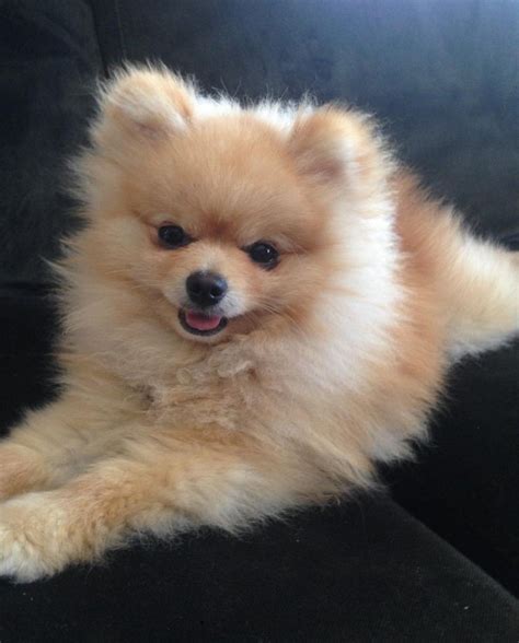 Pomeranian puppies craigslist. Things To Know About Pomeranian puppies craigslist. 