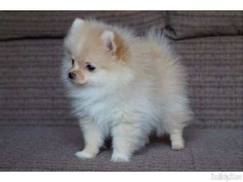 Beautiful Pomeranian puppies, currently are 7wks old born on June 30th. They will be ready to go to there forever homes at 8 weeks August 25th. Very alert and playful, raised in a family oriented home with children. Sire is cream color with a beautiful long coat, Dam is black with white markings also with a beautiful coat..