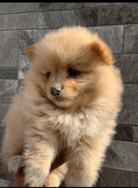 Pomeranian puppies for sale in Ontario Canada - April 2024