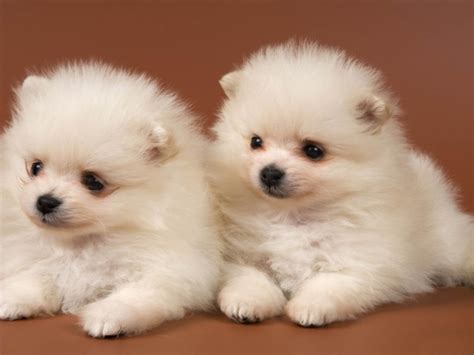 Pomeranian puppies! Lancaster Puppies has your perfect Pomeranian here! Browse our selection of little dogs and bring home your Pomeranian puppy today! ... Pomeranian Puppies for Sale in NJ; Pomeranian Puppies for Sale in NJ. Canello - Pomeranian Puppy for Sale in Jersey City, NJ. Male. $750. Registration: ACA. View All Breeds. …. 