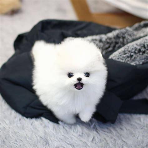 Pomeranians are adorable and fluffy little dogs that make great companions. If you’re considering adding a Pomeranian to your family, it’s important to find a reputable breeder who...