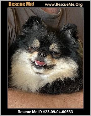 How to Contact Southern California Pomeranian Rescue (SCPR) addr