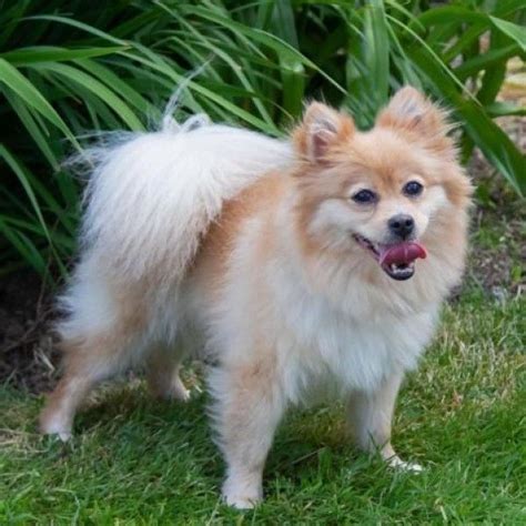 5. 6. Find a pomeranian to adopt. Search thousands of available pets from shelters and rescues in Chewy's network. Refine your search to find the perfect match and complete the adoption process at your local shelter or rescue.. 