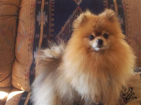 Pomeranian rescues. Things To Know About Pomeranian rescues. 