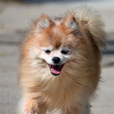 Pomeranian rescues near me. Things To Know About Pomeranian rescues near me. 