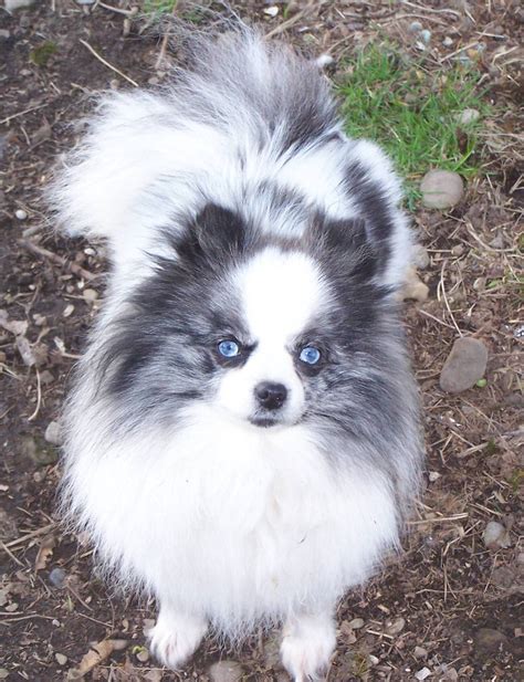 Pomeranian with blue eyes. .  ...