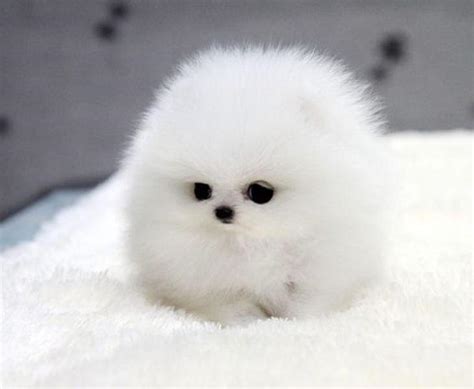 Pomeranians are a small but hearty breed. Things To Know About Pomeranians are a small but hearty breed. 