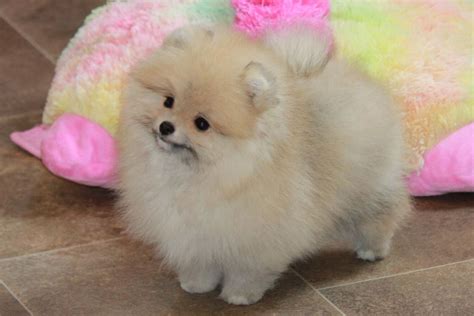 A fully-grown Pomeranian usually stands 6-7 inches tal