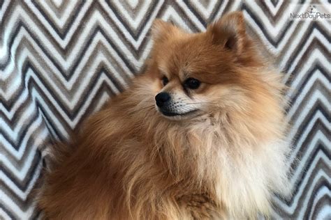 4 month old Pomeranian for Sale. $600 Staten Island, New York Pomeranian Puppies. Super Tiny AKC Toy Pomeranian Puppies for sale pennsylvania, mechanicsburg. Beautiful teacup pom Puppies ready to go to loving homes. Male and fema.. #216323.