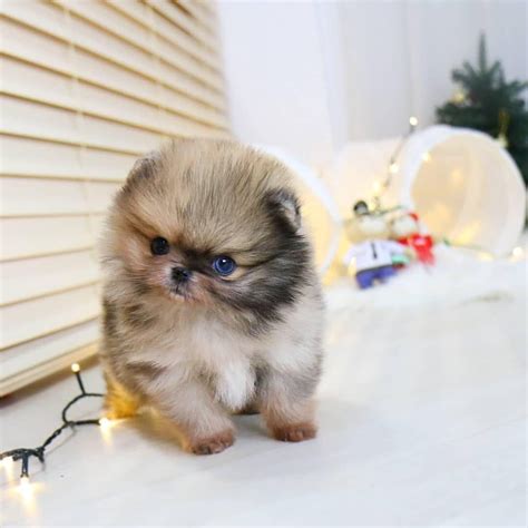 Pomeranians for sale near me. Find Pomeranian puppies for saleNear Minnesota. Find Pomeranian puppies for sale. Descendent of large sled dogs, the Pomeranian is a sociable dog with a lush coat of hair. Ultra-petite, the Pomeranian is active, easy to train and enjoys the outdoors, but also loves to curl up on the couch. Learn more. 
