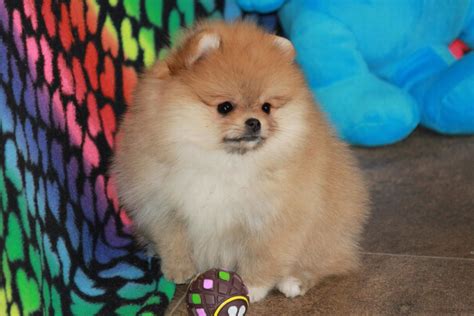 Age. Puppy. Color. Cream. Male and female Pomeranian Puppies Ready for their new home. Our Puppies love playing outside with their littermates and love kisses, and a cuddler. They…. View Details. $750.. 