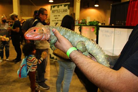 Pomona super reptile show. Events. Upcoming (0) Past (22) Sorry, there are no upcoming events. Reptile Super Show is using Eventbrite to organize upcoming events. Check out Reptile Super Show's events, learn more, or contact this organizer. 