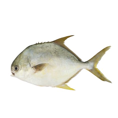 Pompano Fish Price