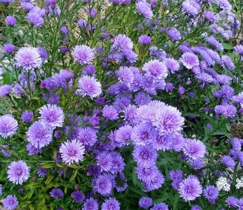 Pompon Aster Mix - Annual Flowers for Planting - amazon.com