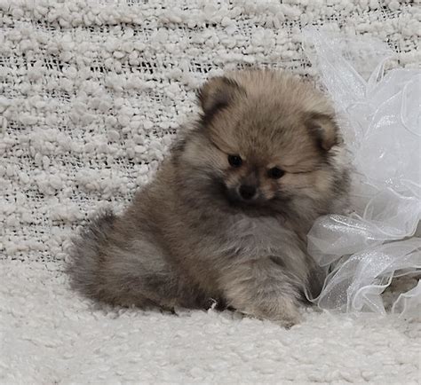 Pomshine Onlyfans Leak [SEX VIDEO] 🔥 86 Pics