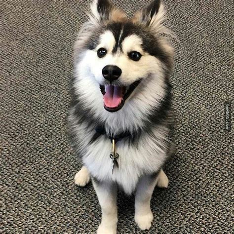 Pomsky full grown. Things To Know About Pomsky full grown. 