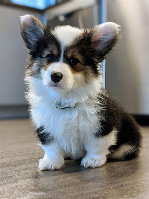 It means that the breeding of a pure Pomeranian and pure Siberian Husky obviously results in this kind. As in a corgi husky mix which is a Siberian husky and corgi crossbred, this type of dog bears the features of both the parents equally. These dogs with this bred design (50/50) will be having the body of a Pomeranian and characteristics like .... 