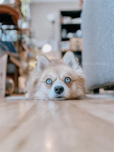 Pomsky off the hill - Facebook