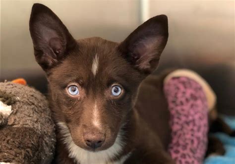 Looking for Pomsky adoption? Find the best place to look for your Pomeranian Husky and things to look out for before adopting and bringing them home. . 