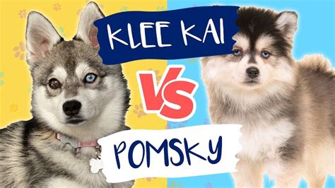 Pomsky vs klee kai. The Klee Kai breed is a purebred small dog of the spitz type, while the Pomsky is a medium-sized mix. Different breeds make these two puppies very different from each other. Klee Kai breed is known as a "working dog," whereas Pomsky is termed as a "designer dog." In fact, the Klee Kai breed is a small Alaskan Husky. 
