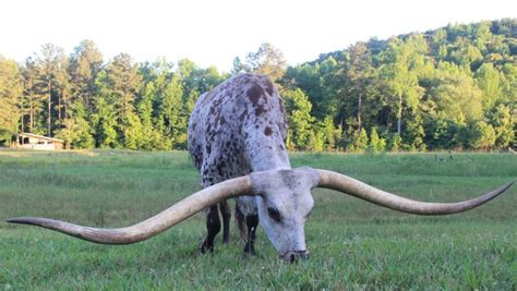 Poncho Via Steals Texas Longhorn Record - Yall.com