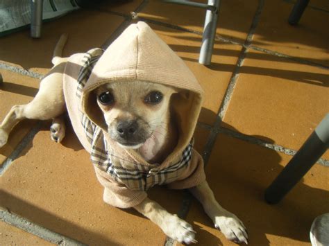 Poncho Villa - Male Chihuahua