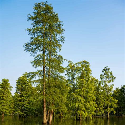 Pond Cypress Tree PlantAddicts.com