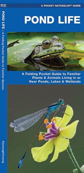 Read Online Pond Life A Folding Pocket Guide To Familiar Plants  Animals Living In Or Near Ponds Lakes  Wetlands By James Kavanagh