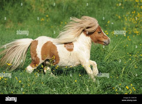 Poney Mini-poney-shetland achat et vente ehorses.fr