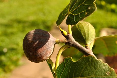 Pons Early Ripening Figs