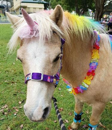 Pony Rides for hire Brisbane - Jubilee Entertainment