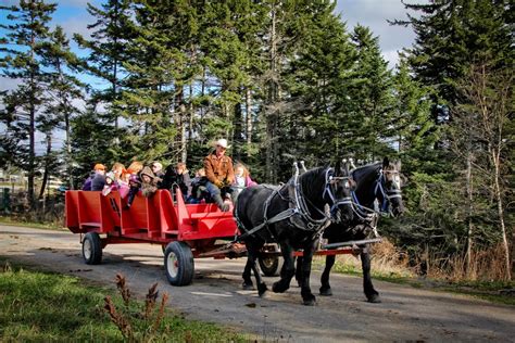 Pony Rides near Halifax - Hatfield Farm