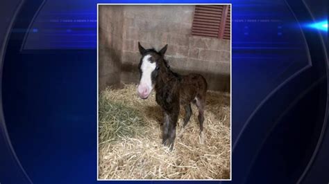 Pony born before due date at Tradewinds Park and Stables