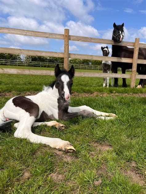 Pony put down as mares and foals rescued from common