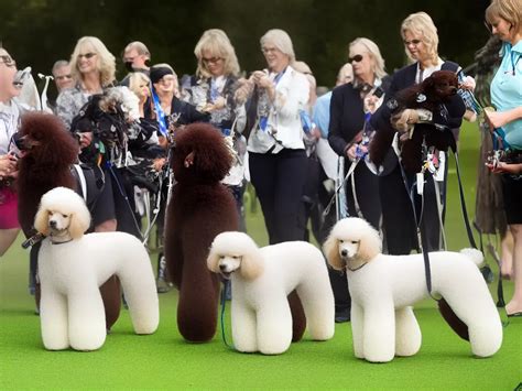 Poodle Club of Canada Club All Breed Trials - Canuck Dogs