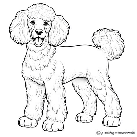 Poodle Coloring Shee