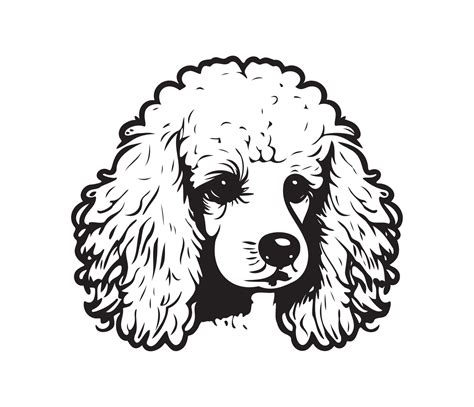 Poodle Drawing Vector Images (over 1,500) - VectorStock